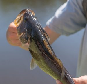 Bass Fishing Lures Students onto the Water