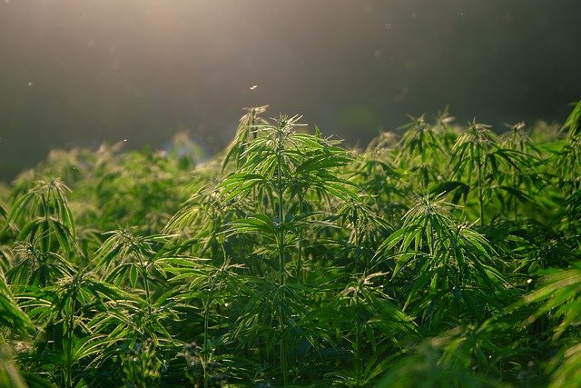 KDA Approves More Than 12,800 Acres for Hemp Planting in 2017