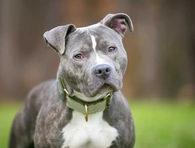 7 Of The Best Home Insurance Companies That Allow Pit Bulls