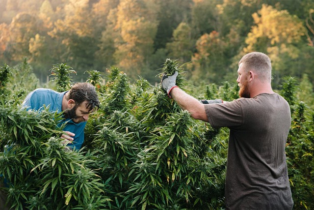 STATE NEWS: New Hemp Project Manufacturer to Create 271 Jobs