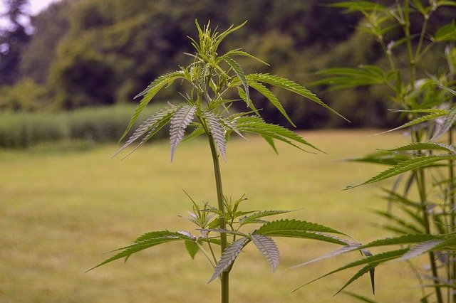 McConnell Secures Hemp Provision in Senate Agriculture Appropriations Bill