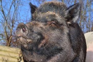 Wild Pigs Establish Healthy Local Populations, Eradication Underway
