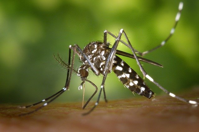 Zika Virus Outbreaks Continue at Warm-Weather Vacation Destinations - Precautions Urged